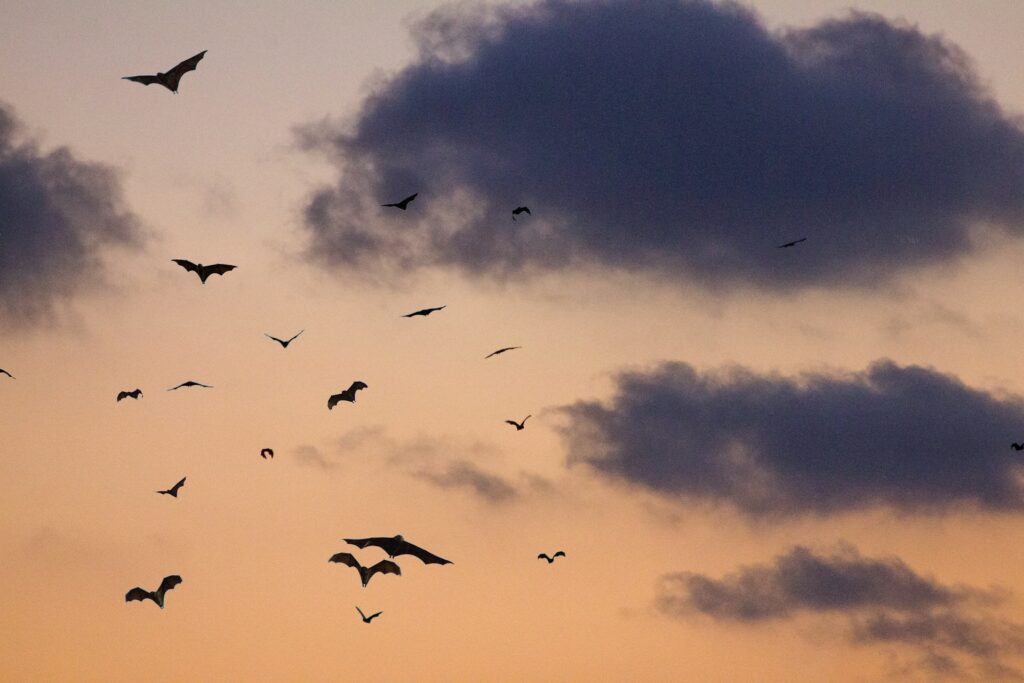 A colony flies across a sunset sky, presumably fleeing to a bat-infested house like in this bats in the attic case study.