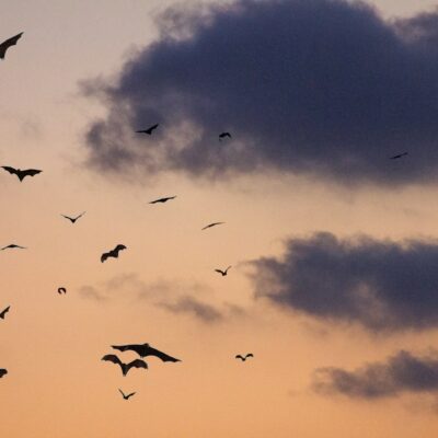 A colony flies across a sunset sky, presumably fleeing to a bat-infested house like in this bats in the attic case study.