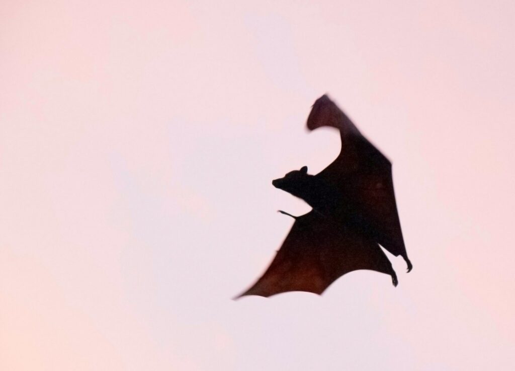 bat flying during sunset outside bat infested house